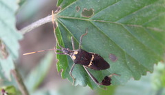 Leptoglossus zonatus