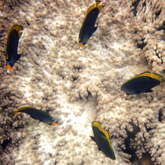 Chaetodon flavirostris