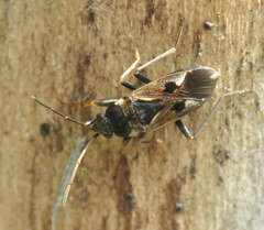 Rhyparochromus vulgaris