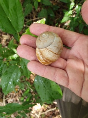 Xanthomelon pachystylum