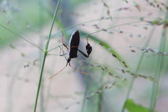 Leptoglossus zonatus