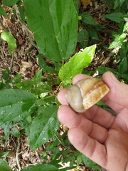 Xanthomelon pachystylum