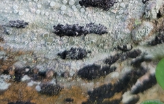 Lecanora pacifica