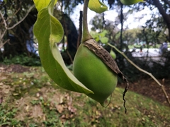 Brugmansia arborea