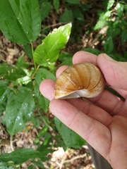 Xanthomelon pachystylum