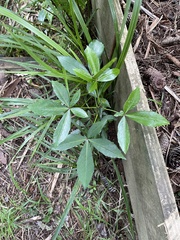 Pseudopanax crassifolius × lessonii