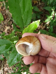 Xanthomelon pachystylum