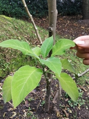 Brugmansia arborea