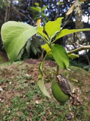 Brugmansia arborea