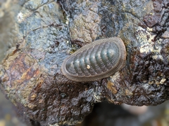 Ischnochiton australis