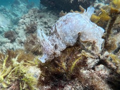 Aplysia sydneyensis