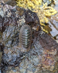 Ischnochiton australis