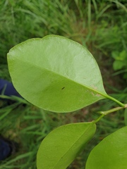 Geijera paniculata