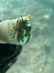 Pagurus hirsutiusculus