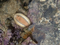 Ischnochiton australis