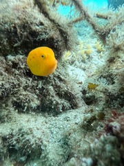 Anoplocapros inermis