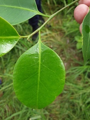 Geijera paniculata