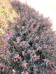 Suaeda novae-zelandiae