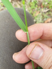 Echinopogon nutans