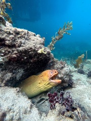 Gymnothorax prasinus