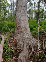 Eucalyptus helidonica