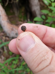 Eucalyptus helidonica