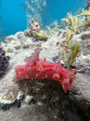 Plocamopherus imperialis