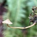 Galerina vittiformis f bispora - Photo (c) ym_wang_pnw,  זכויות יוצרים חלקיות (CC BY-NC)