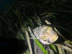 Dicotylichthys punctulatus