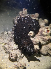 Dolabella auricularia