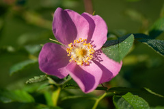 Rosa glabrifolia