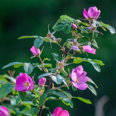 Rosa glabrifolia