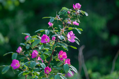 Rosa glabrifolia