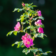 Rosa glabrifolia