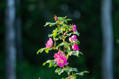 Rosa glabrifolia