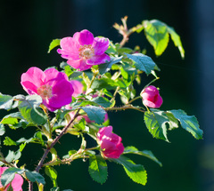 Rosa glabrifolia
