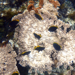 Chaetodon flavirostris