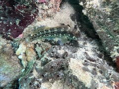 Parablennius intermedius