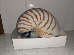 Nautilus pompilius