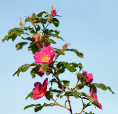 Rosa glabrifolia