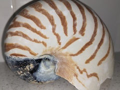 Nautilus pompilius
