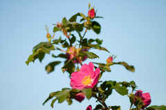 Rosa glabrifolia