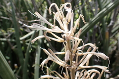 Sansevieria cylindrica