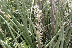 Sansevieria cylindrica