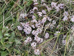 Pimelea alpina