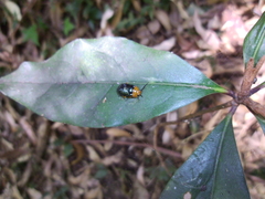 Lamprolina simillima