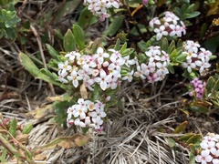 Pimelea alpina