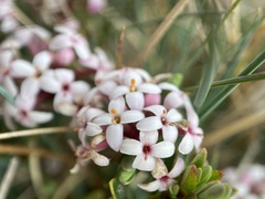 Pimelea alpina