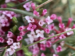 Pimelea alpina