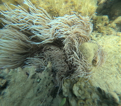 Heteractis